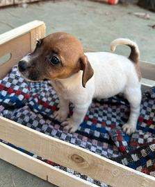 Cuccioli Jack russell