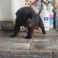 Cuccioli mamma incrocio yorkshire