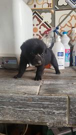 Cuccioli mamma incrocio yorkshire