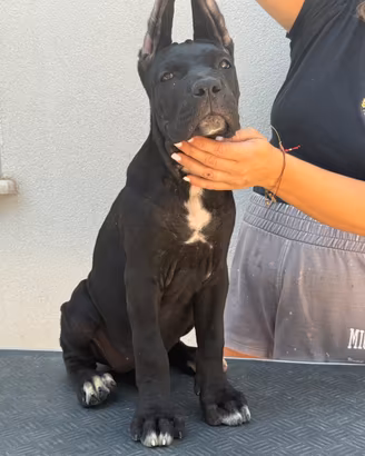 Cane corso cucciolo