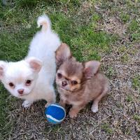 Cuccioli di piccola taglia