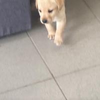 Cucciola Labrador 40 giorni