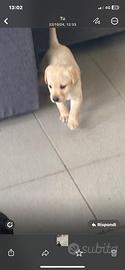 Cucciola Labrador 40 giorni