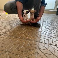 Cuccioli di chihuahua mini toy e toy