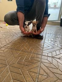 Cuccioli di chihuahua mini toy e toy