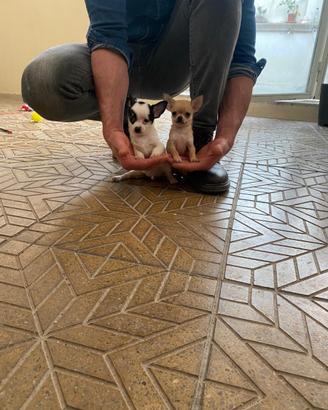 Cuccioli di chihuahua mini toy e toy