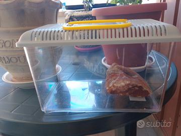 acquario per pesci con roccia rara