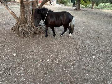 Mini pony femmina