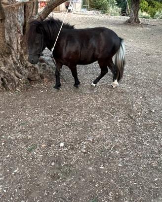 Mini pony femmina