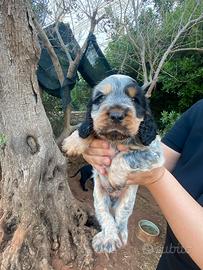 Cocker spaniel