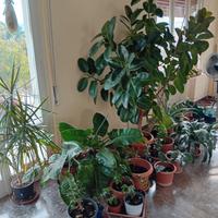 piante ufficio stock,sconti di primavera 