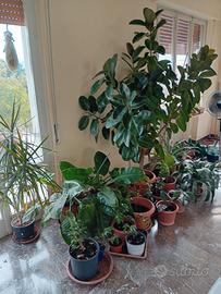 piante ufficio stock,sconti di primavera 