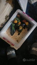 Pappagalli coppie e pulletti