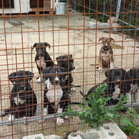 Cuccioli Amstaff