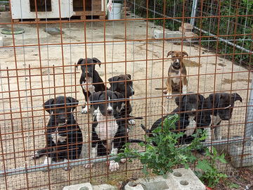 Cuccioli Amstaff