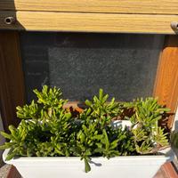 Tante piante Crassula ovata
