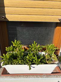 Tante piante Crassula ovata