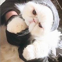 Gatto persiano bianco con Pedigree Enfi