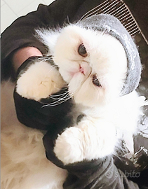 Gatto persiano bianco con Pedigree Enfi