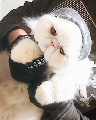 Gatto persiano bianco con Pedigree Enfi