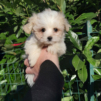 Maltipoo Toy Cucciola