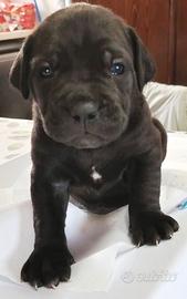 CANE corso cuccioli