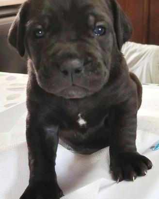 CANE corso cuccioli