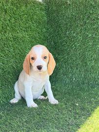 Beagle