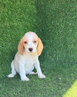 Beagle