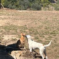 Meticcio jack russel