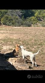 Meticcio jack russel