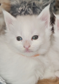 Maine coon white