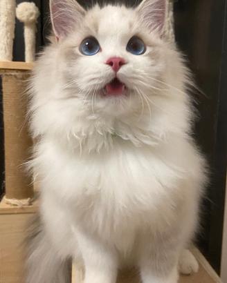Ragdoll cucciolo