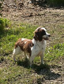 Cane springer spaniel