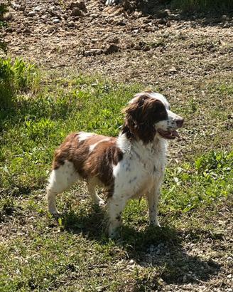 Cane springer spaniel
