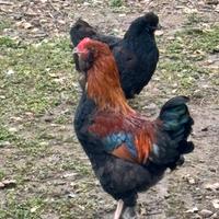 Galli ibridi Marans/olive egger