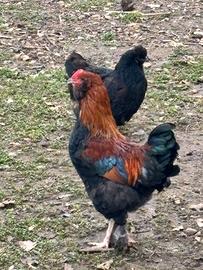 Galli ibridi Marans/olive egger