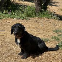 Cane di taglia piccola