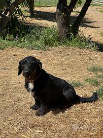 Cane di taglia piccola