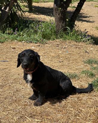 Cane di taglia piccola