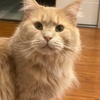 Femmina adulta Maine Coon