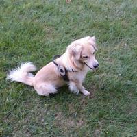 Femmina per accoppiamento