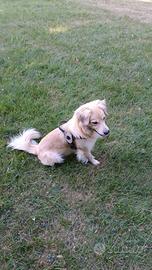 Femmina per accoppiamento