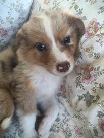 Cucciolo Australian Shepherd