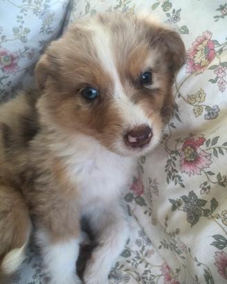 Cucciolo Australian Shepherd