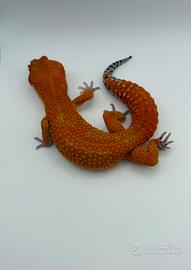 Geco leopardino