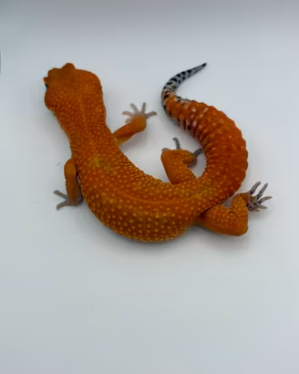 Geco leopardino