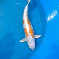 Carpe koi