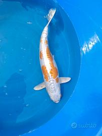 Carpe koi