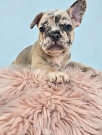 Bulldog francese occhi azzurri